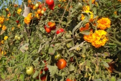 agriculture-4