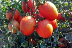 agriculture-5