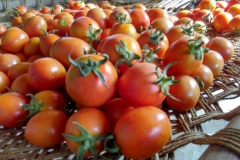 agriculture-6