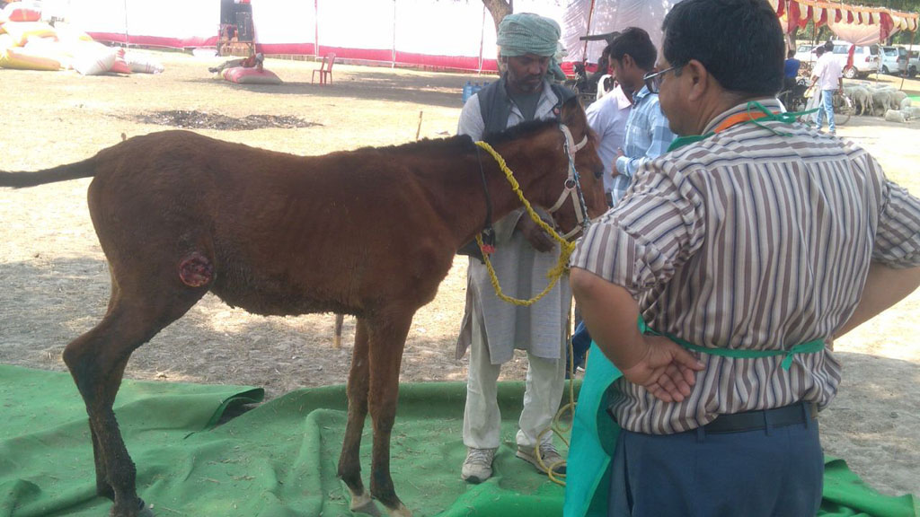 equine-welfare